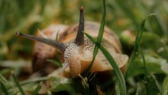 Weinbergschnecke