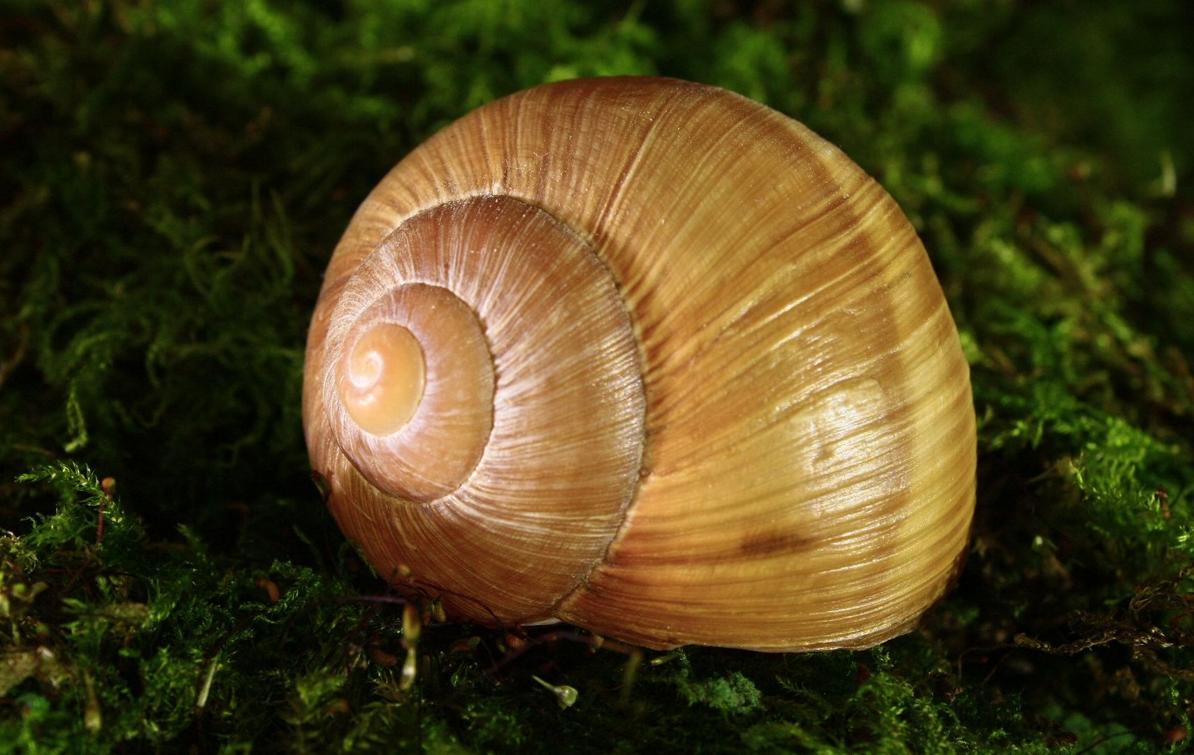 Weinbergschnecke