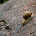 Weinbergschnecke