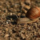 Weinbergschnecke