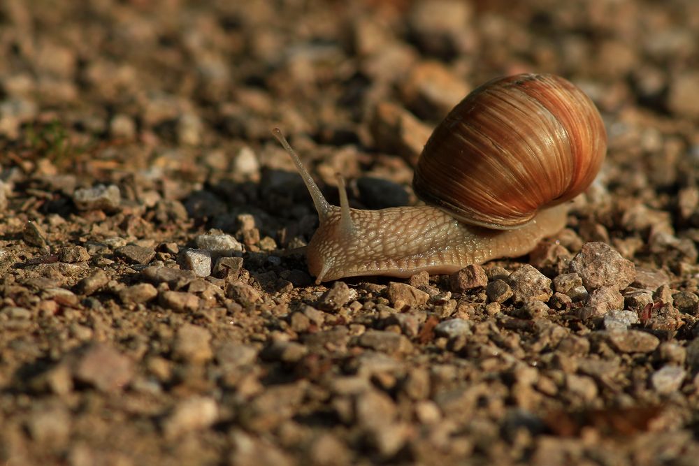 Weinbergschnecke