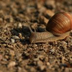 Weinbergschnecke