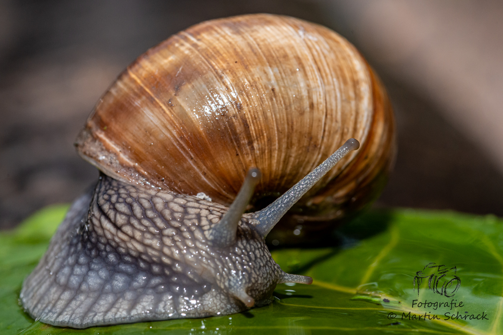 Weinbergschnecke