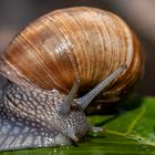 Weinbergschnecke