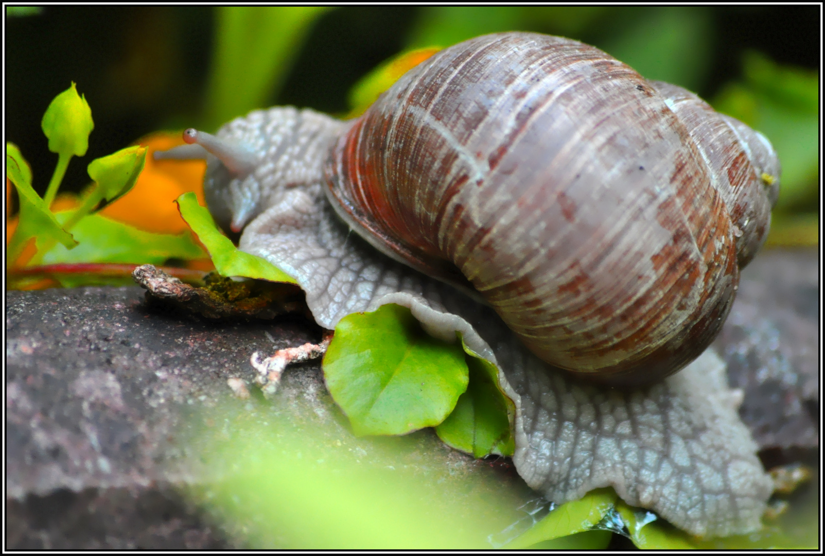 Weinbergschnecke