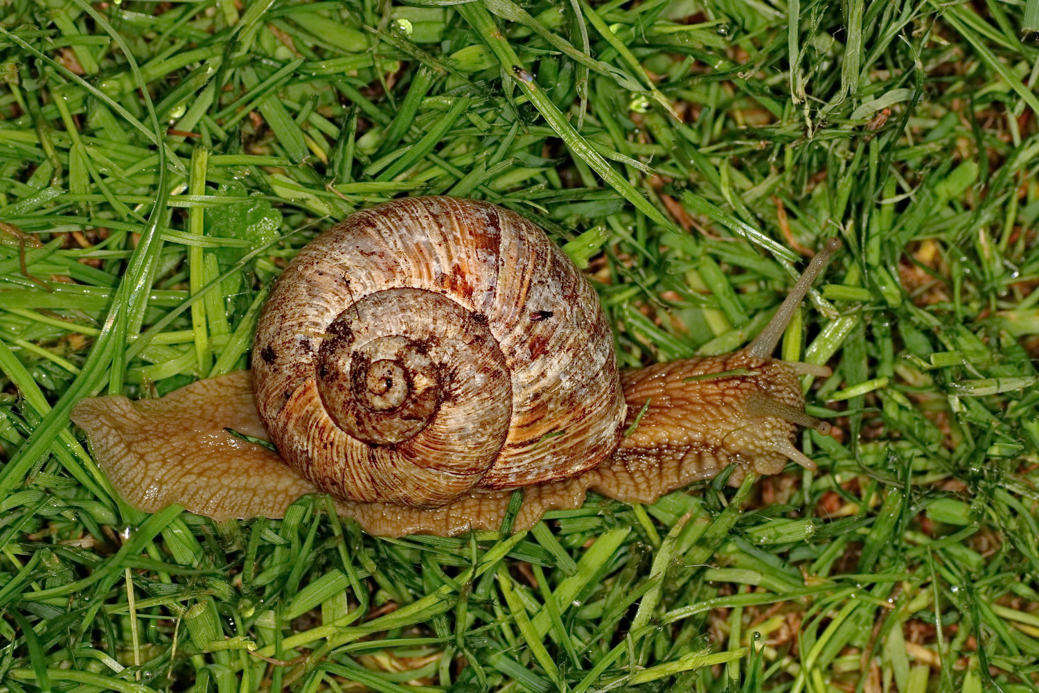 Weinbergschnecke