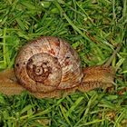 Weinbergschnecke