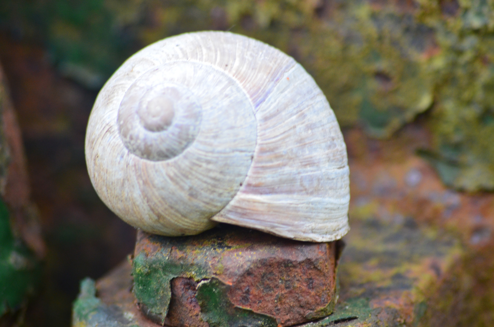 Weinbergschnecke