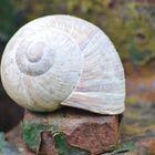 Weinbergschnecke