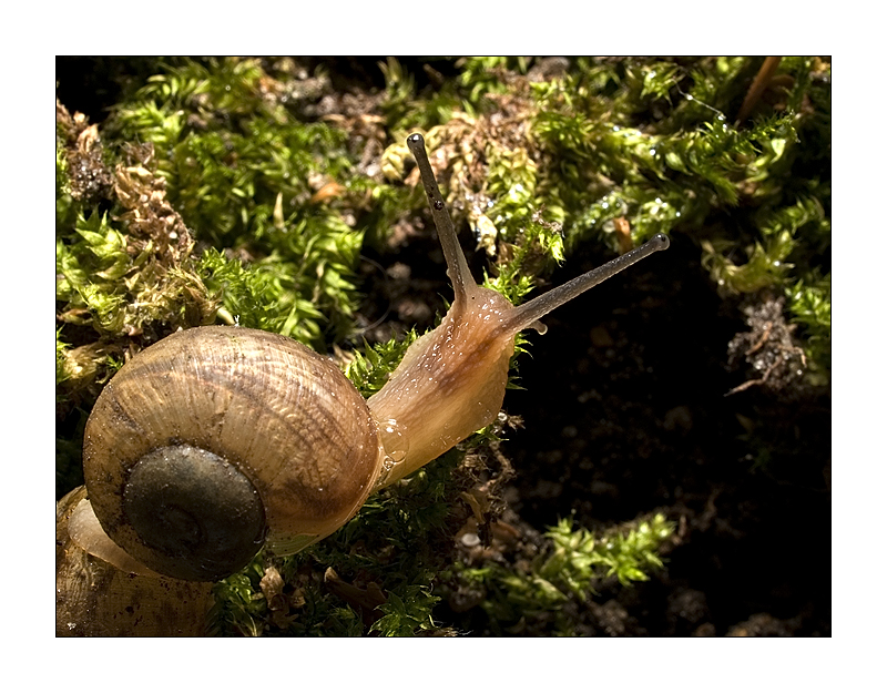 Weinbergschnecke