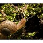 Weinbergschnecke