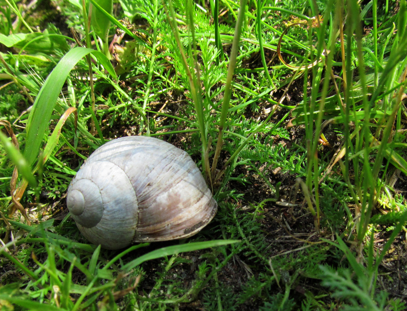 Weinbergschnecke ....