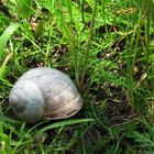 Weinbergschnecke ....