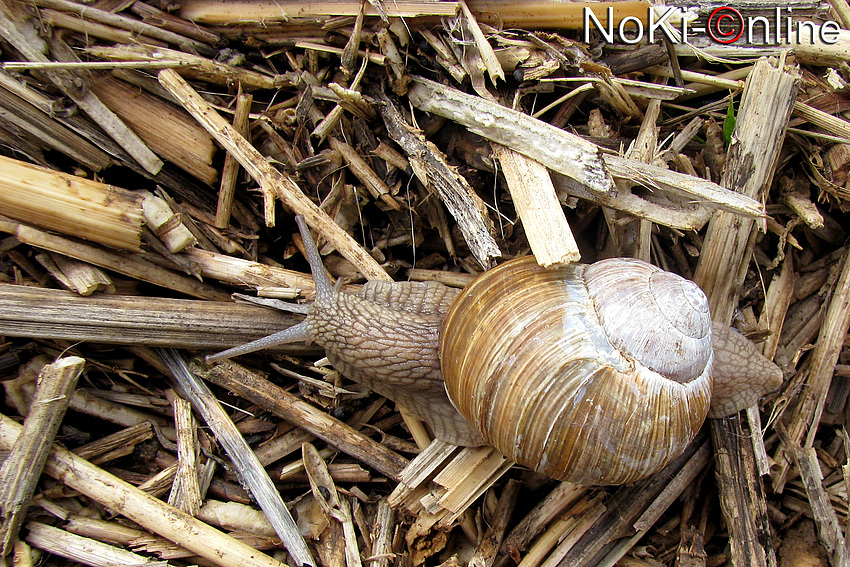 Weinbergschnecke