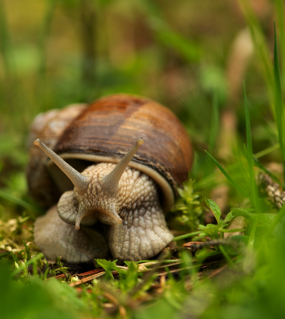 Weinbergschnecke