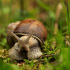 Weinbergschnecke