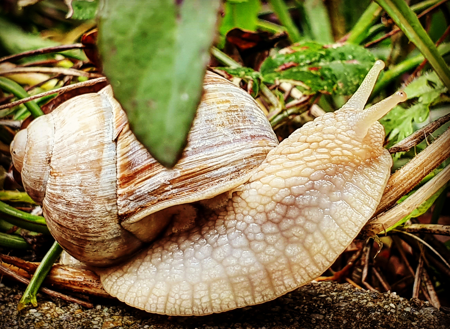 Weinbergschnecke