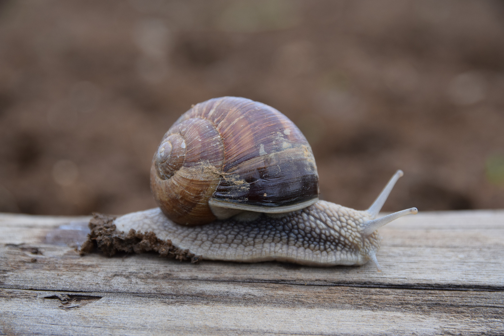 Weinbergschnecke