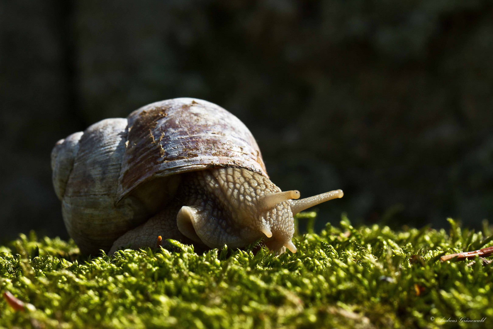 Weinbergschnecke