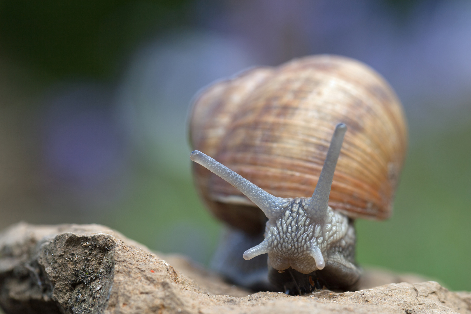 Weinbergschnecke