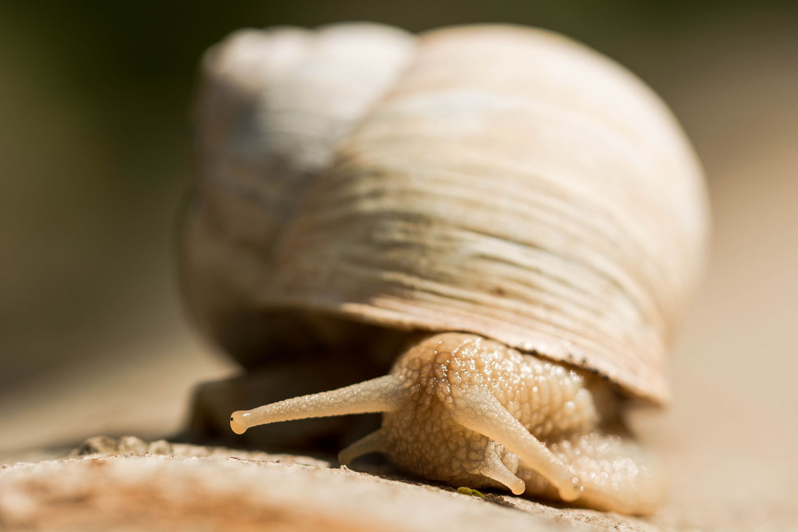 Weinbergschnecke