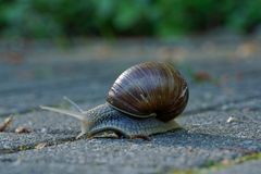 Weinbergschnecke