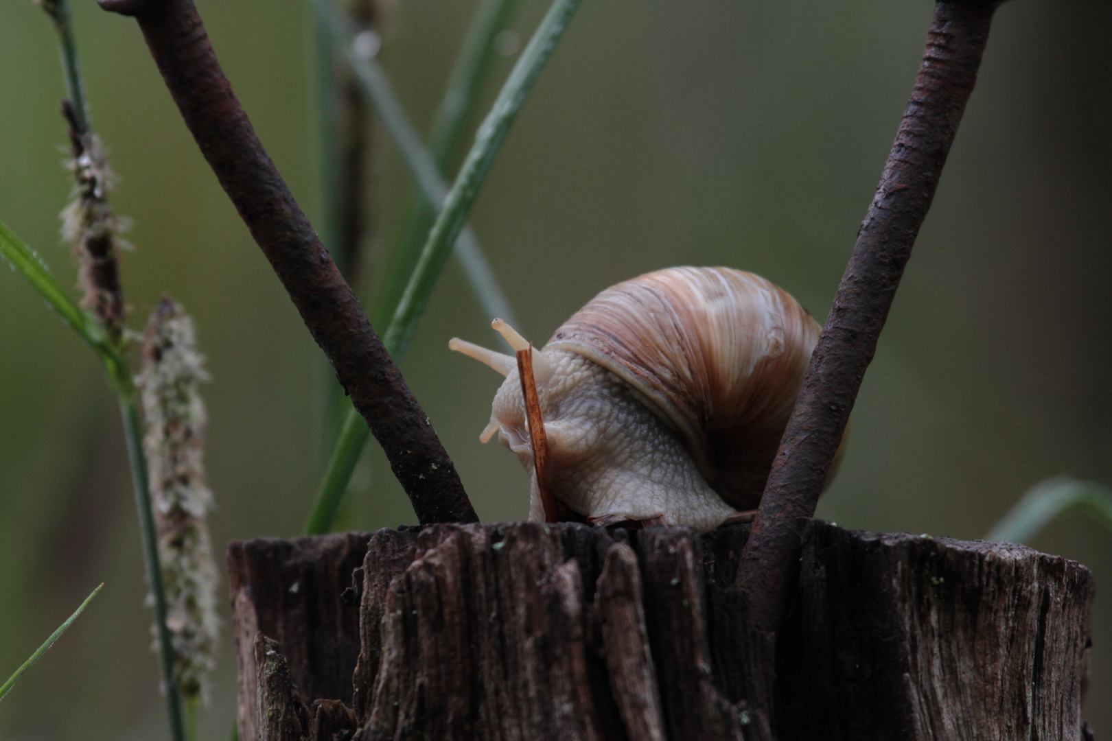 Weinbergschnecke