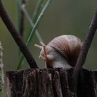 Weinbergschnecke