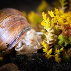 Weinbergschnecke