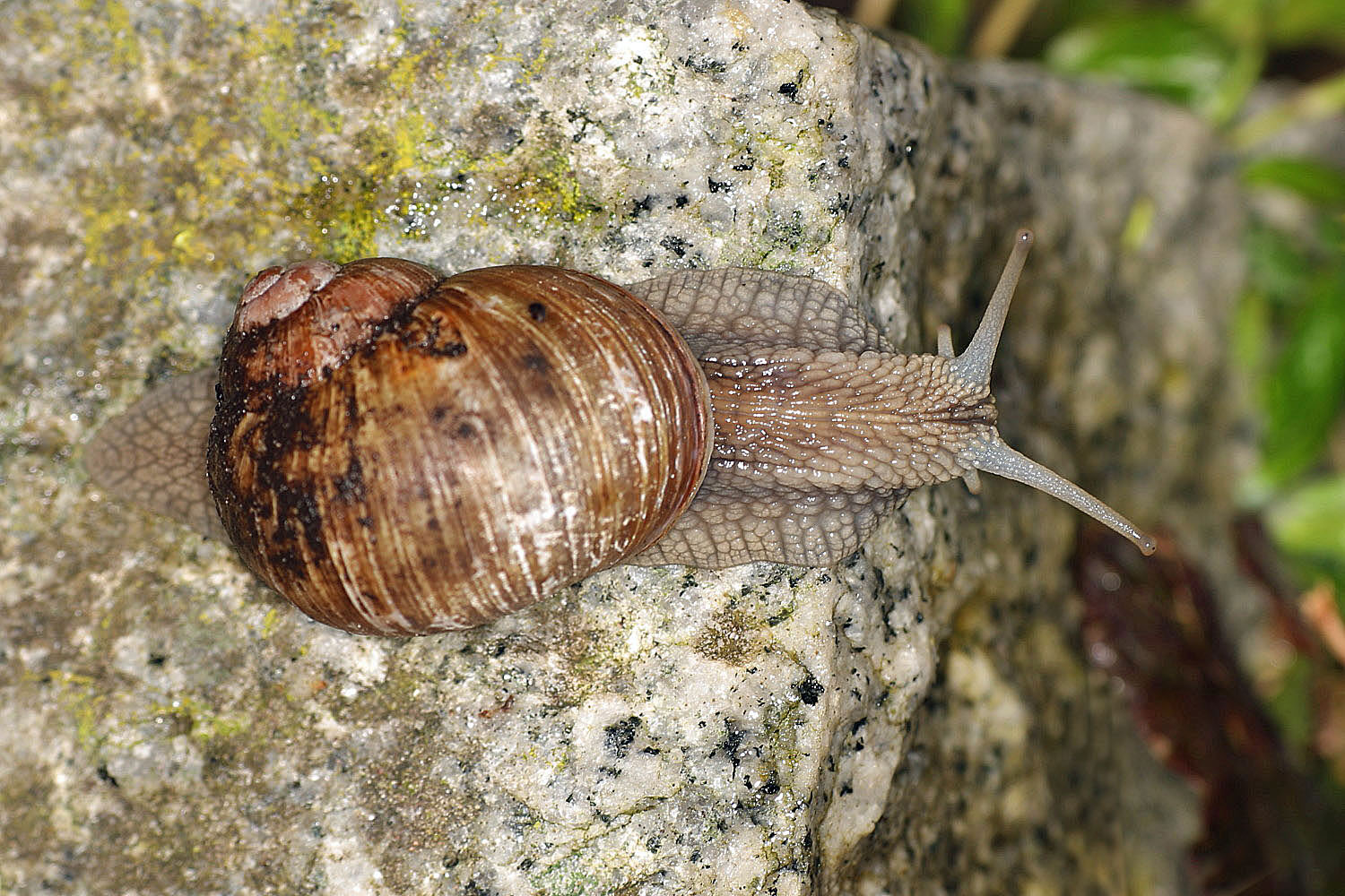 Weinbergschnecke