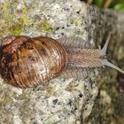 Weinbergschnecke