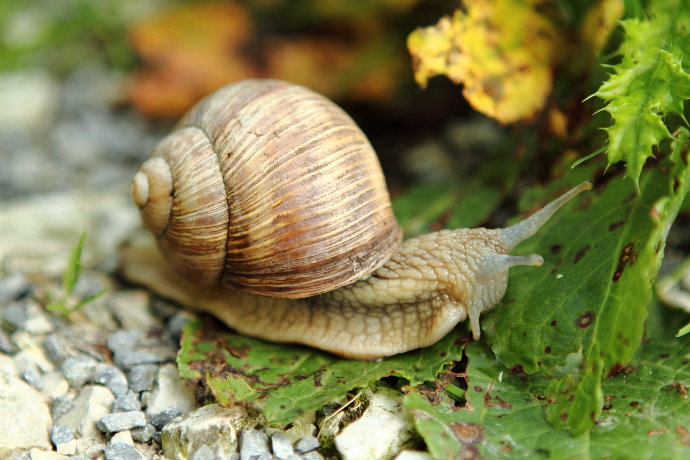 Weinbergschnecke