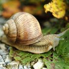 Weinbergschnecke