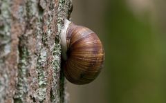 Weinbergschnecke