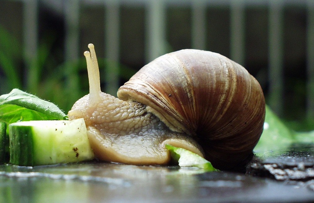 Weinbergschnecke