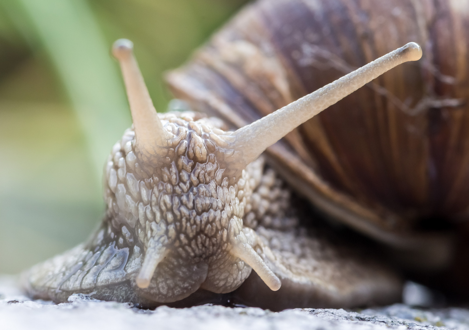 Weinbergschnecke