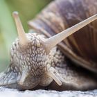 Weinbergschnecke