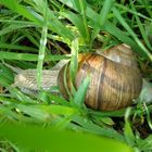 Weinbergschnecke