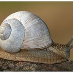 Weinbergschnecke