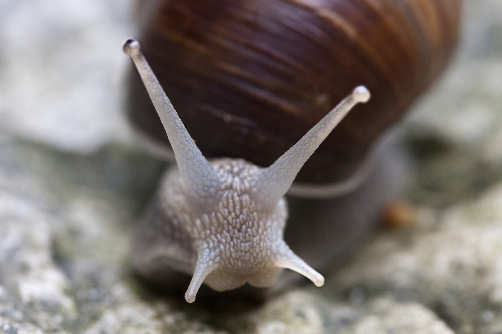 Weinbergschnecke