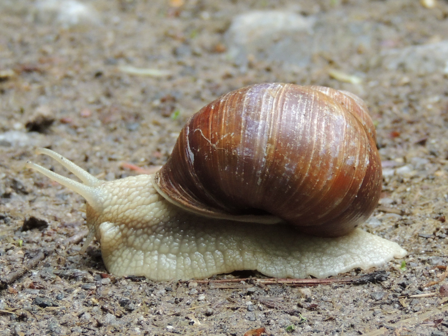 Weinbergschnecke