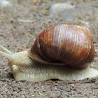 Weinbergschnecke