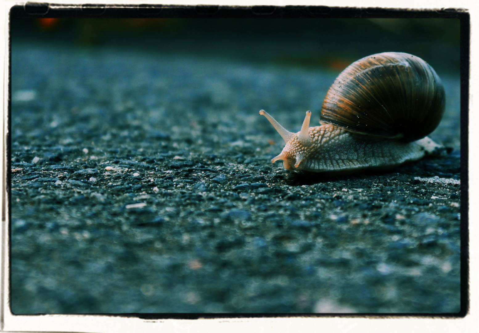 Weinbergschnecke