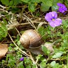 Weinbergschnecke