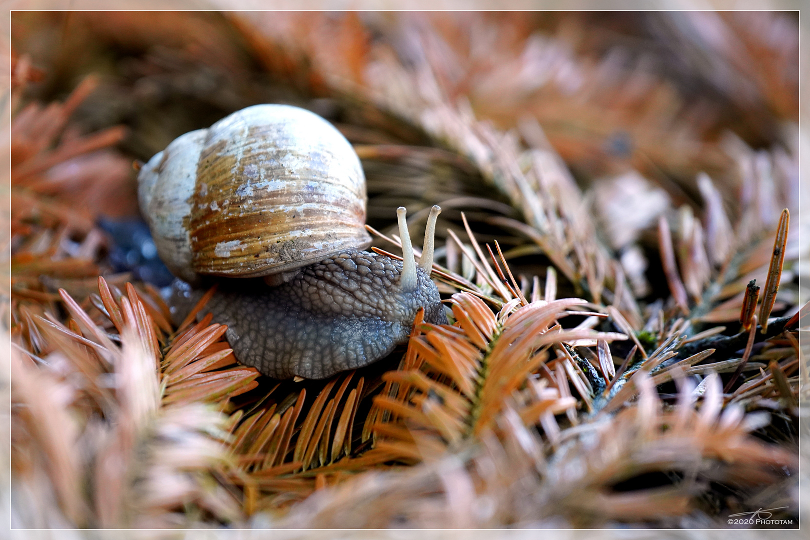 Weinbergschnecke