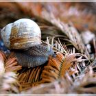 Weinbergschnecke