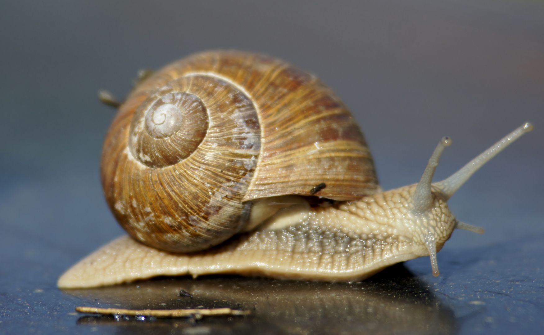 Weinbergschnecke