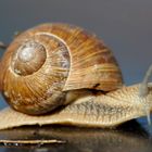 Weinbergschnecke