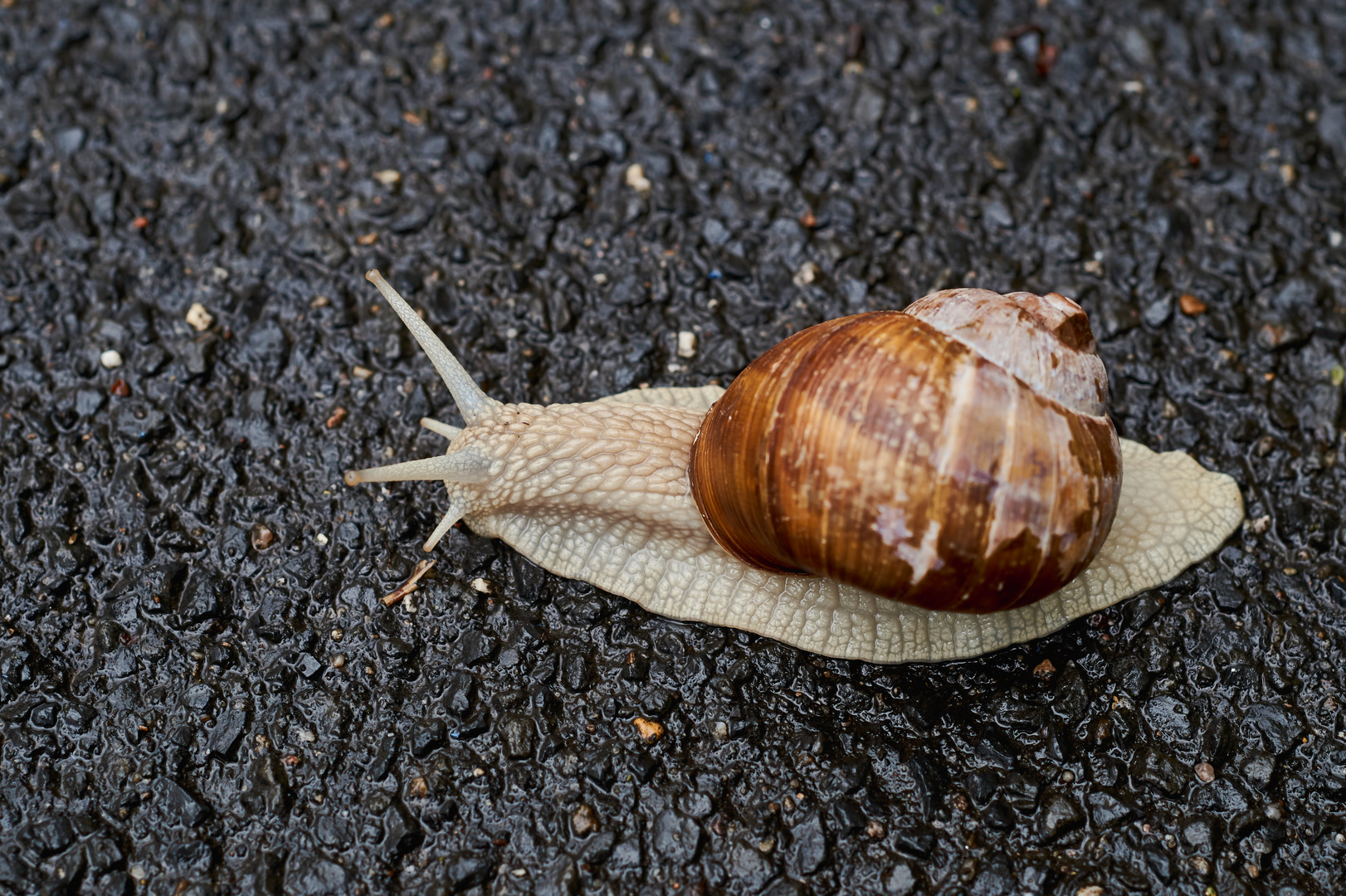 Weinbergschnecke 