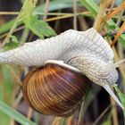 Weinbergschnecke